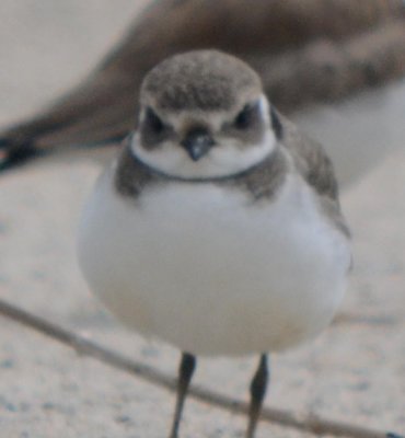 original in plover heads jpg (bird in question)