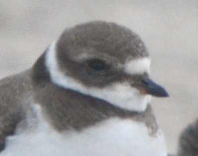 original in plover heads jpg (semipalmated)