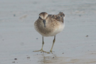 our smallest sandpiper with the biggest feet to body