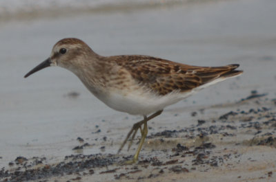 least sandpiper with big feet!!! sandy point PI