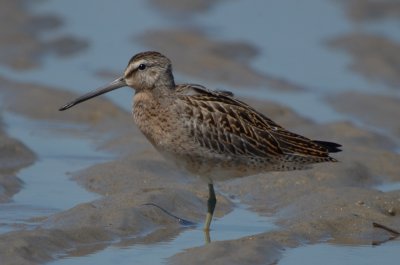 jv short-billed dow. sandy point plum island