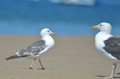 confusing LBBG sandy point plum island