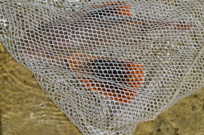 sea robin clammer at sandy point plum island captured this fish