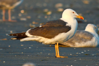 lesser black-backed gull revere beach