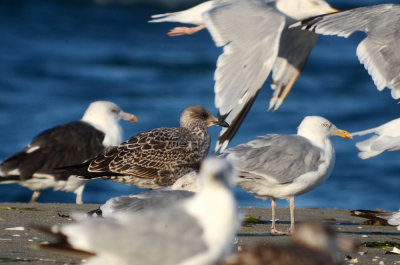 juv lesser black-backed gull revere check out the wings on flying herrings