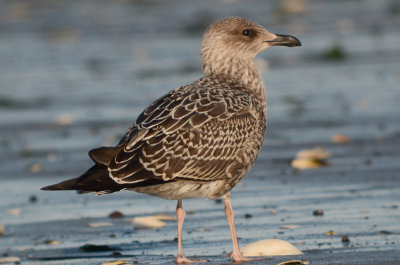 juv lesser black-backed gull revere beach