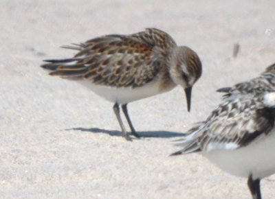must be semipal. sand piper sandy point plum island