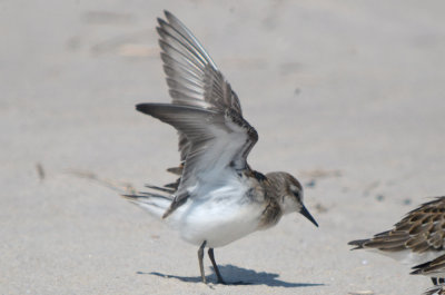 must be semipal. sand piper sandy point plum island