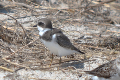 what's up with this semipalmated plover?