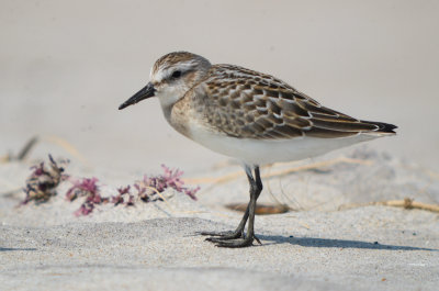 juv semipalmated sandpiper sandy point plum island