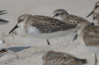 Wester? semipalmated sandpiper ? sandy point plum island