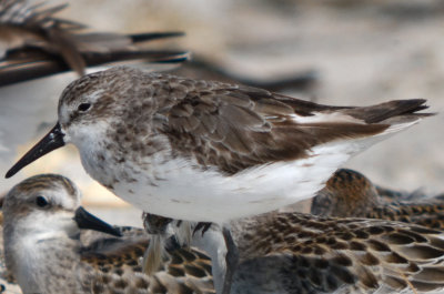 another scabby diseased sandpiper sandy point plum island