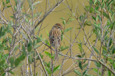 warden_sparrows_9-2-12