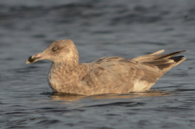 American Herring Gull Plum Island MA strange plumage