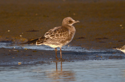 very cute juv laughing gull sandy point plum island