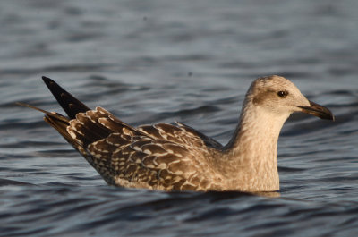 Pretty sure juv LBBG sandy point plum island 1