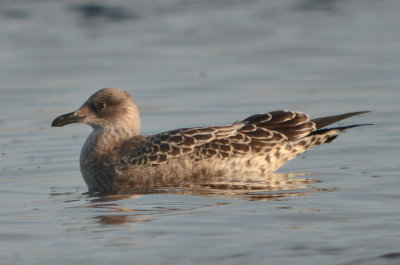 Lesser Black-backed gull sandy point plum island 3