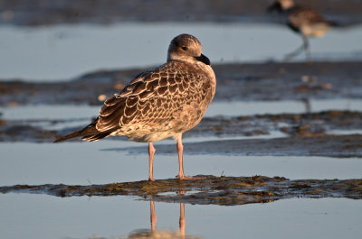 Lesser Black-backed gull sandy point plum island