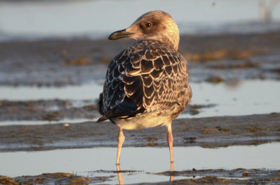 Lesser Black-backed gull sandy point plum island 2