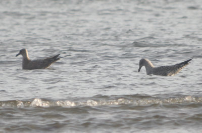 Lesser Black-backed gull (right) sandy point plum island 4