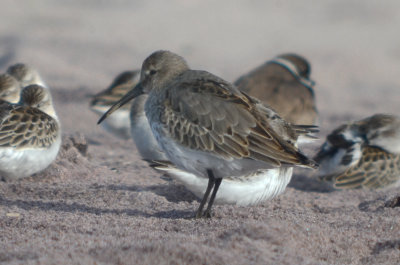 juv dunlin molting to 1st winter sandy point