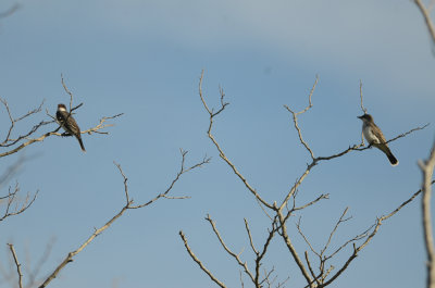 two of 4 kingbirds(family) plum island