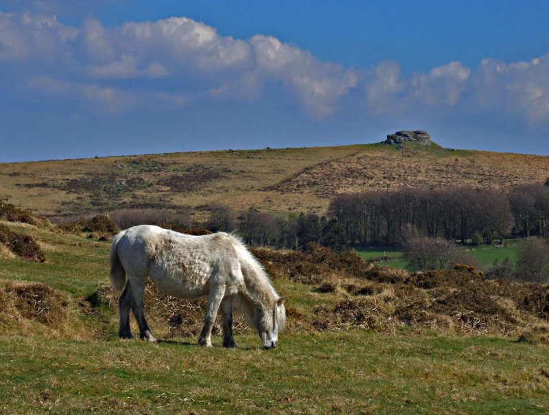 Horse grazing under Kes Tor