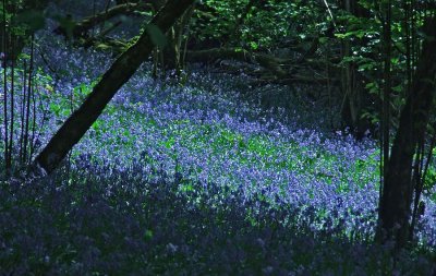 Bluebell Wood Blue.