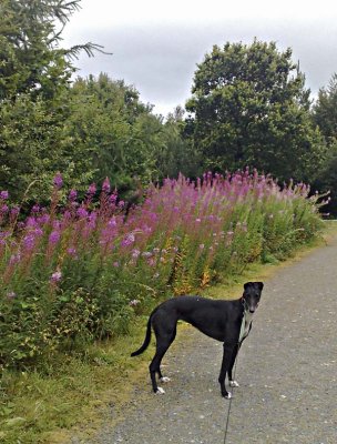 Peggy and the Fireweed