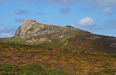 A Carpet of Gorse and Heather at Haytor