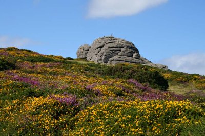 Haytor Rocks Flowers Aug 11.