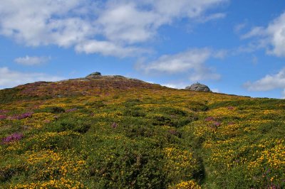 Haytor Rocks Flowers b Aug11.