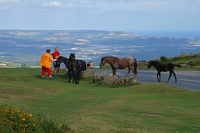 Ponies and Summer Visitors at Haytor.