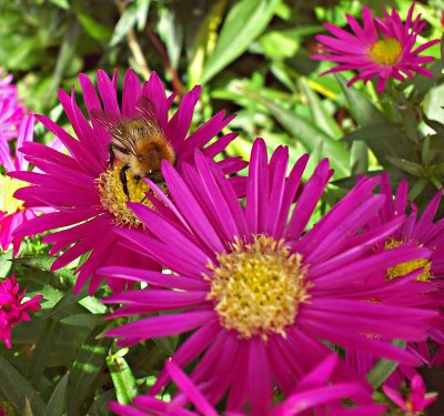Bee On Aster.jpg