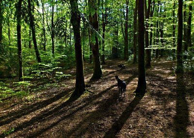 Peggy in the Spring Woods.jpg