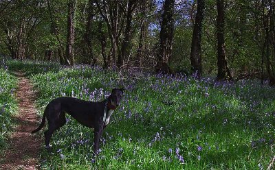 Peggy in Bluebell Wood 2012.jpg