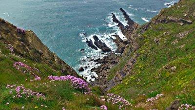 Summer Pinks on the Coast.jpg