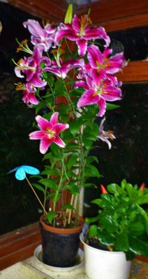 LiliesAugust