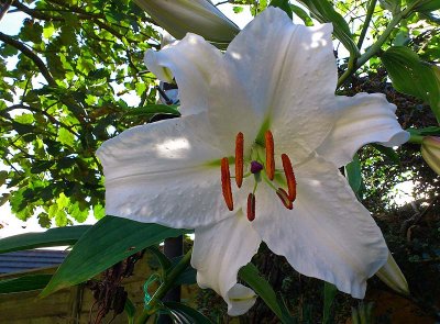 White Lily Backlit
