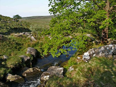 A Dartmoor Stream