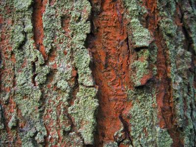 PineBark.jpg