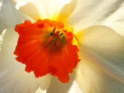 DaffodilOrange.jpg