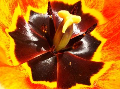 Tulip1.jpg