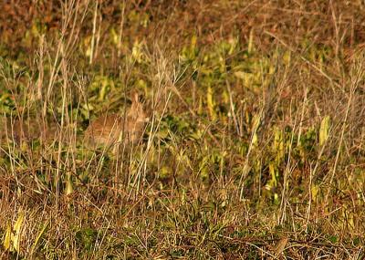 RabbitWellCamouflaged.jpg