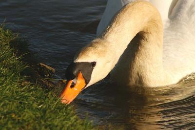 Swan Neck.