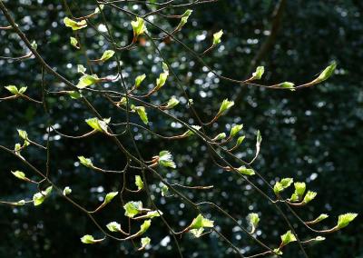 NewLeaves2.jpg