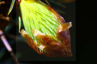 NewLeaves3.jpg