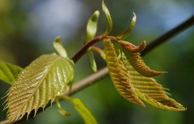NewLeaves1.jpg