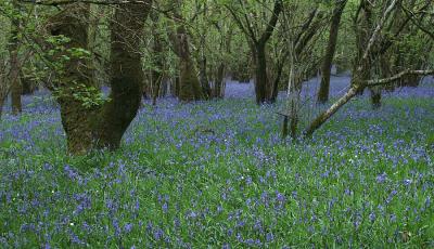 Bluebell Wood 2006