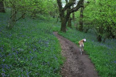 Exploring Bluebell Wood